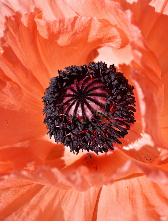 Oriental Poppy Flower Detail royalty free stock photo Oriental Poppy Flower Detail royalty free stock photo