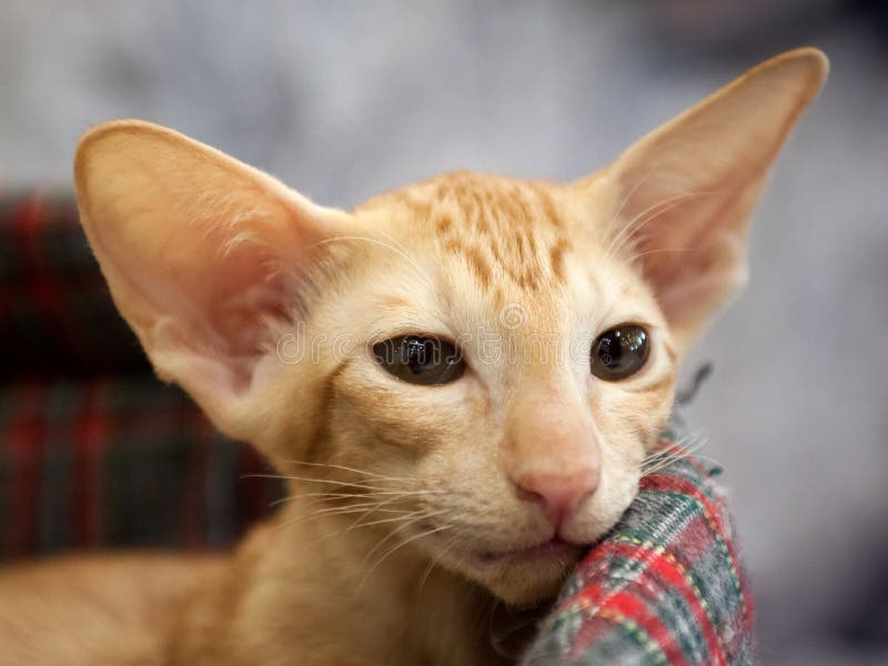 Oriental Shorthair Cat