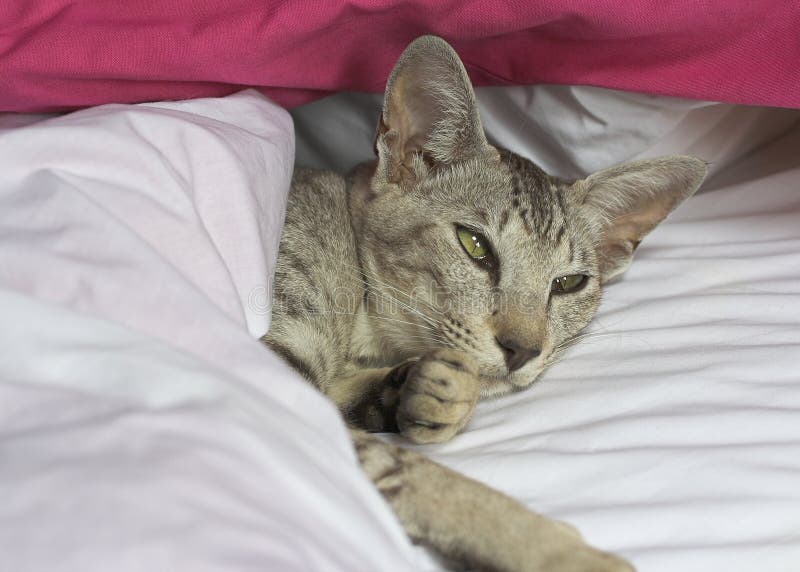 Oriental Shorthair Cat stock images