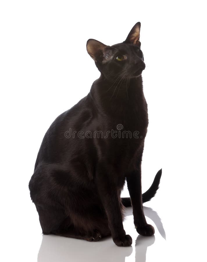 Oriental Shorthair Cat foto de archivo libre de regalías