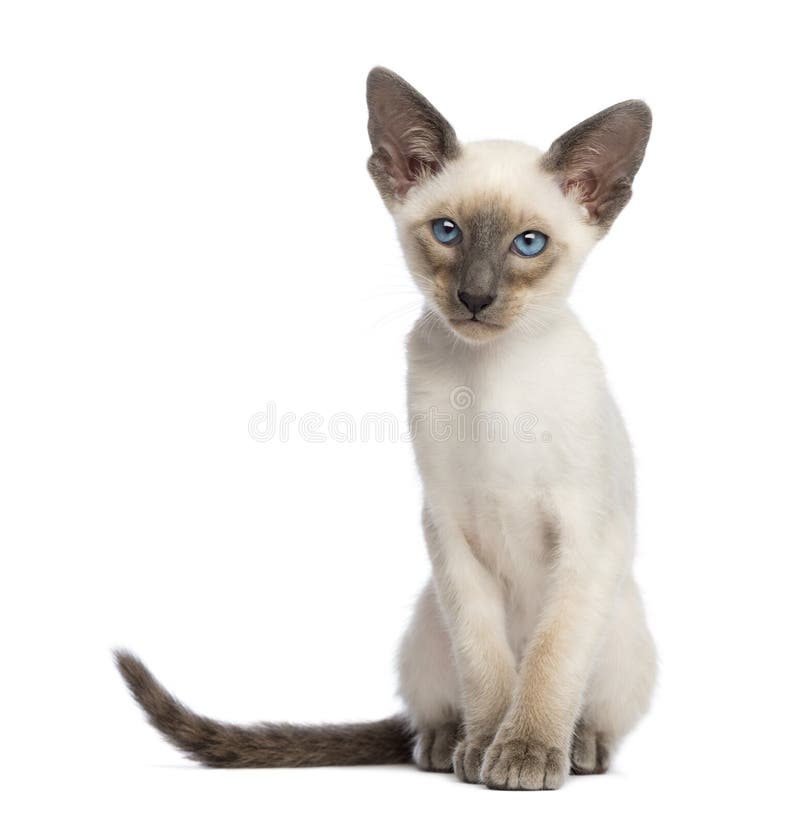 British Shorthair Cat, 1 Year Old, Sitting Stock Photo - Image of ...