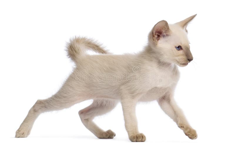 Side View Oriental Shorthair Walking Stock Photos Free & RoyaltyFree