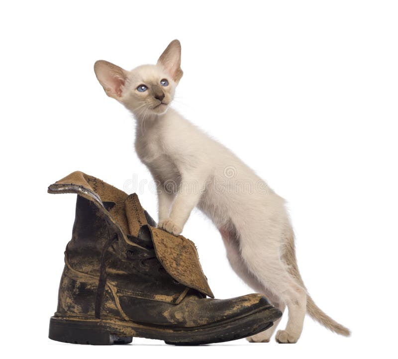 Oriental Shorthair kitten standing on dirty boot against white background