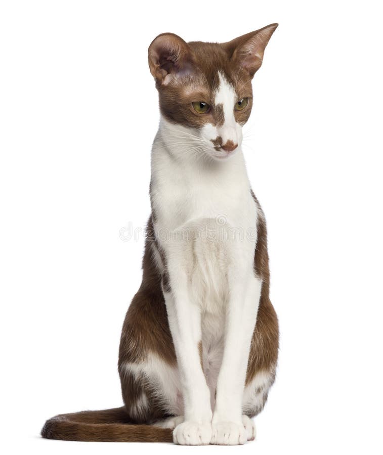 Side View of an Oriental Shorthair Walking Stock Photo Image of