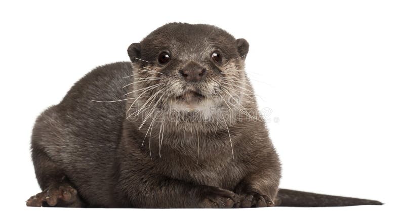 Oriental small-clawed otter, Amblonyx Cinereus