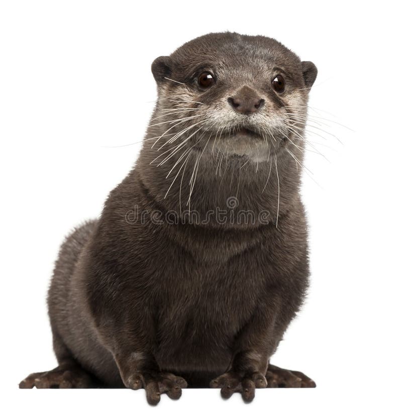 Oriental small-clawed otter, Amblonyx Cinereus stock image Oriental small-clawed otter, Amblonyx Cinereus stock image