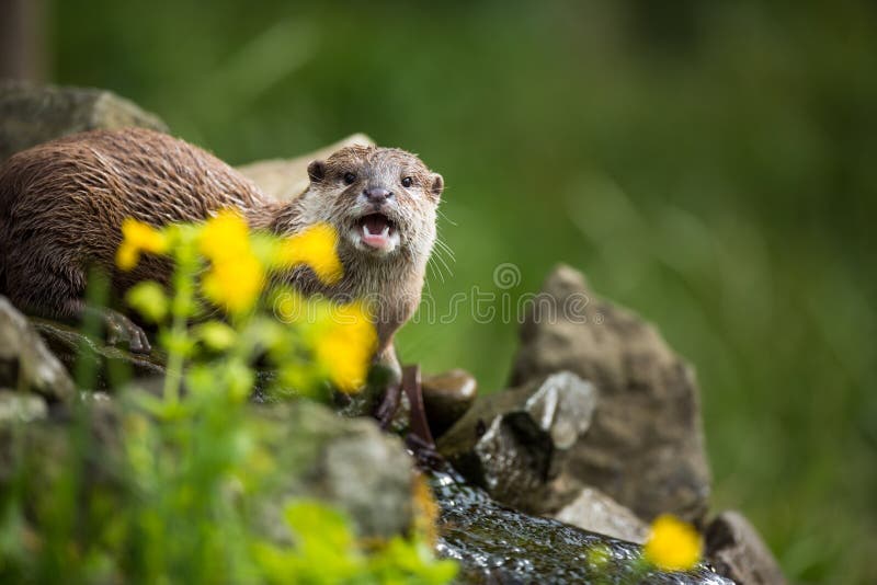 An oriental small-clawed otter / Aonyx cinerea /