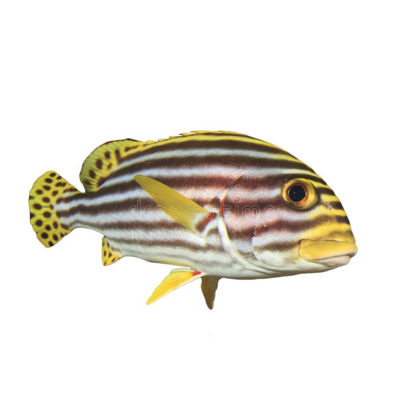 Oriental Sweetlips Fish Isolated on White Stock Image - Image of