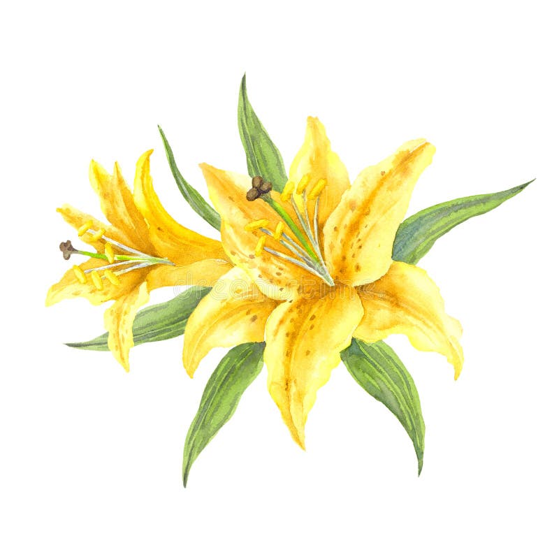 Set of Yellow Oriental Trumpet Lilium `Manissa`. Yellow Flowers of Lilium  and Lily Buds. Watercolor Illustration. Stock Image - Image of stargazer,  season: 151410861