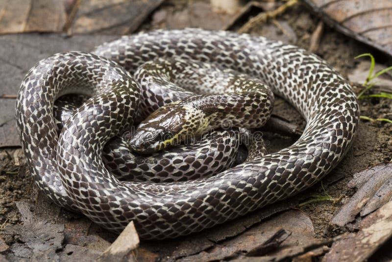 Encontró en Bosque pesar de Lobo serpiente es un, eso es un bastante nervioso serpiente en o tratar.