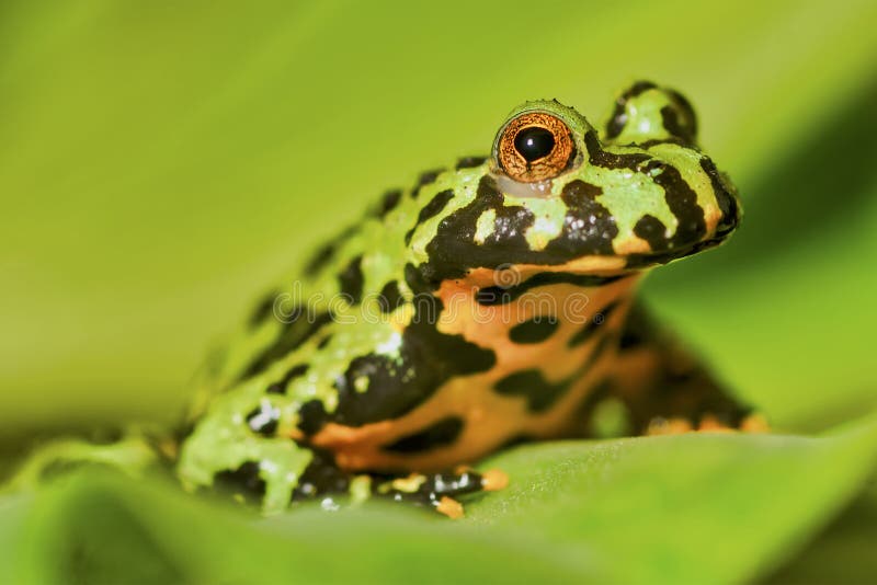 Orientalis fogo-inchados orientais do Bombina do sapo da rã que sentam-se na folha verde imagem de stock Orientalis fogo-inchados orientais do Bombina do sapo da rã que sentam-se na folha verde imagem de stock