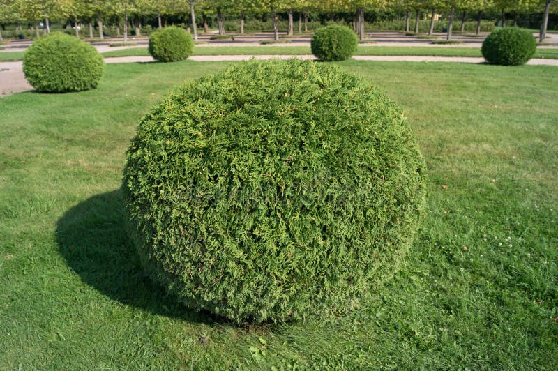 Orientalis van struikthuja in de vorm van een bal topiary tuin Rond gemaakte altijdgroene decoratieve boom royalty-vrije stock foto Orientalis van struikthuja in de vorm van een bal topiary tuin Rond gemaakte altijdgroene decoratieve boom royalty-vrije stock foto