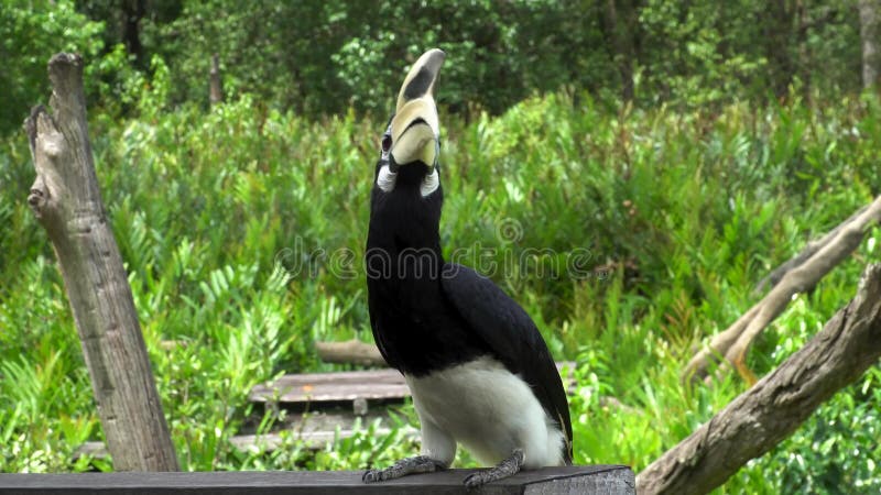 Orientalische gescheckte Hornbill Anthracoceros-albirostris, die Frucht essen Gefährdeter endemischer Borneo-Vogel