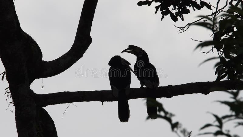 Orientalische gescheckte Hornbills