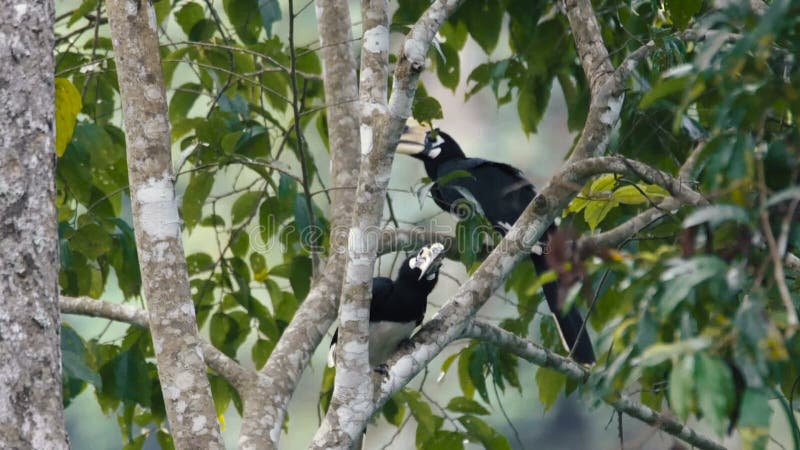 Orientalische gescheckte Hornbills