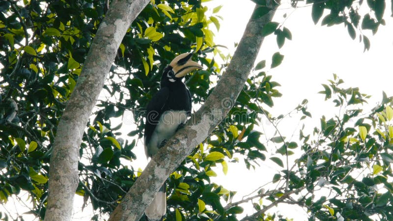 Orientalischer gescheckter Hornbill