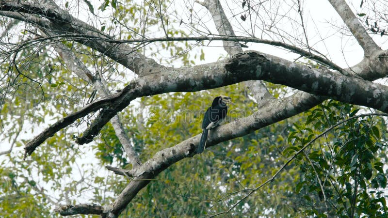 Orientalischer gescheckter Hornbill