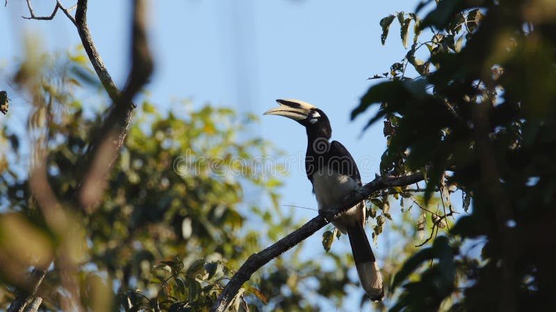 Orientalischer gescheckter Hornbill