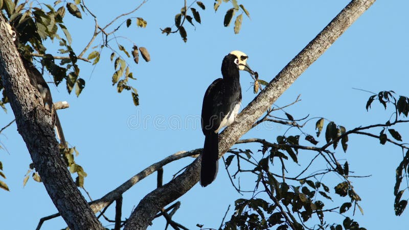 Orientalischer gescheckter Hornbill