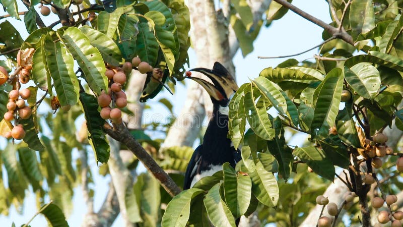 Orientalischer gescheckter Hornbill