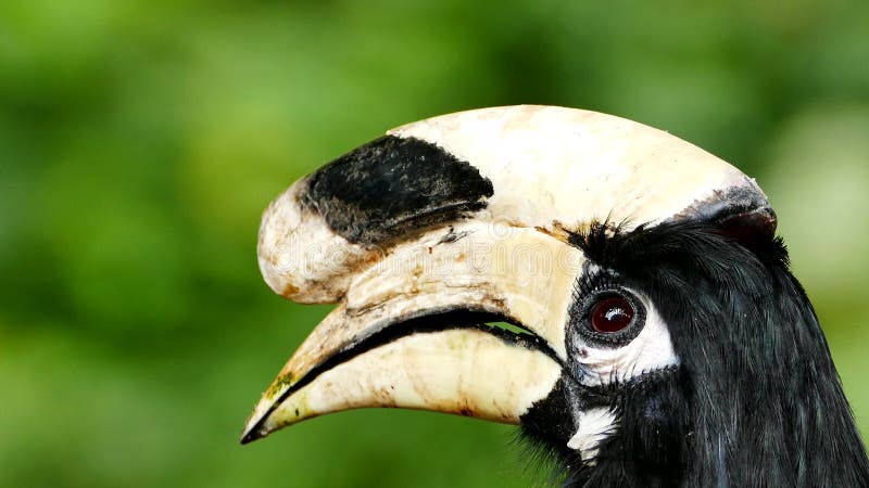 Orientalischer gescheckter Hornbill im tropischen Regenwald