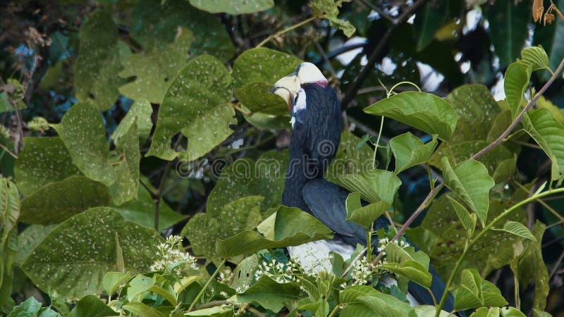 Orientalischer gescheckter Hornbill