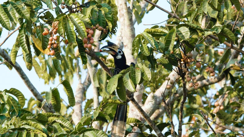 Orientalischer gescheckter Hornbill