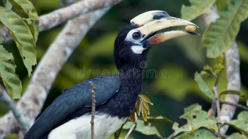 Orientalischer gescheckter Hornbill