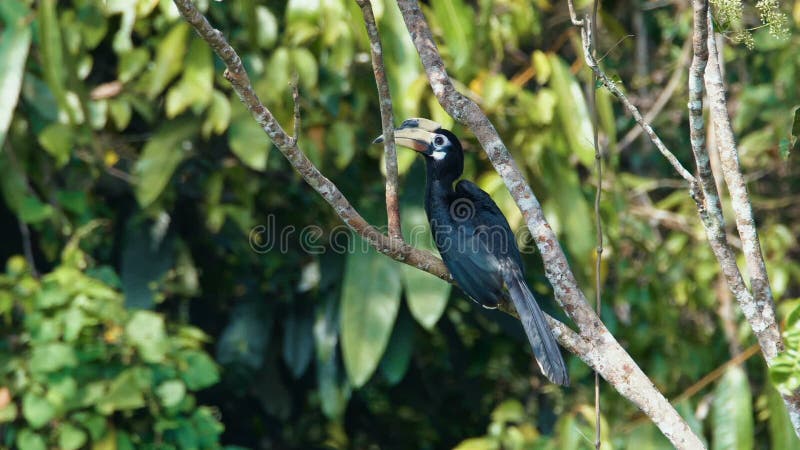 Orientalischer gescheckter Hornbill