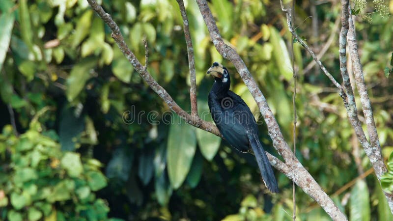 Orientalischer gescheckter Hornbill