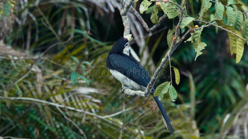 Orientalischer gescheckter Hornbill