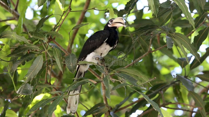 Orientalischer gescheckter Hornbillvogel auf dem Baum