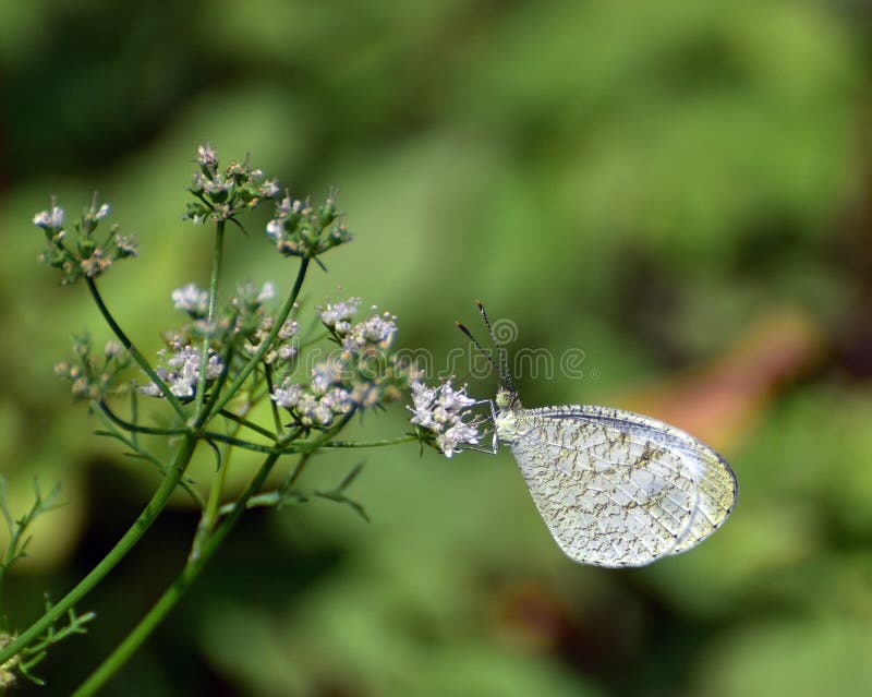Orientalischer Psychenschmetterling stockbilder Orientalischer Psychenschmetterling stockbilder