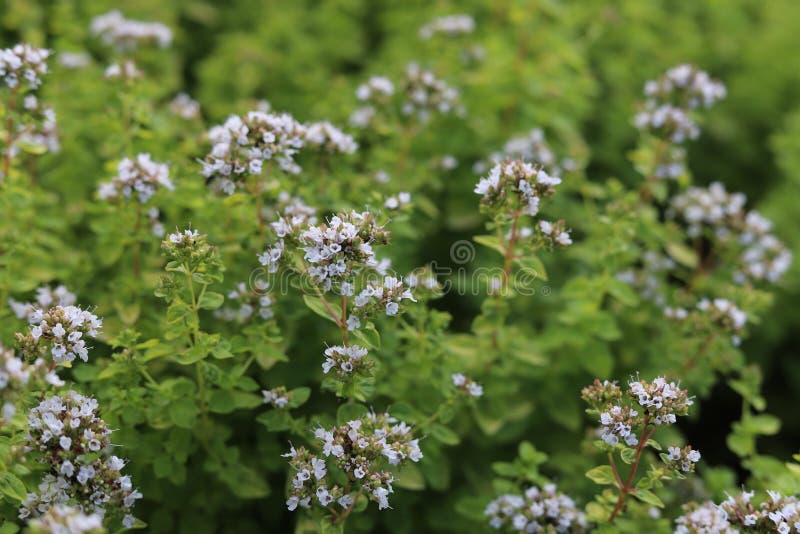 Origanum majorana with flowers in the garden.