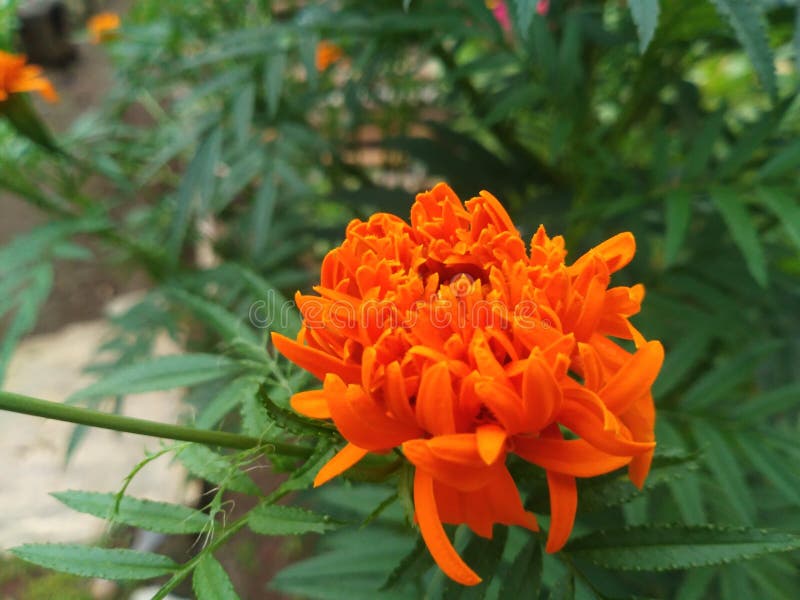 Original flower photos stock image. Image of business 245940865