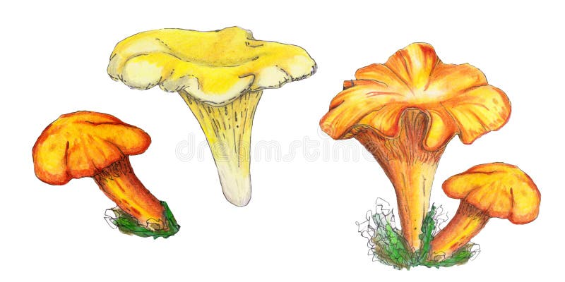 Chanterelle or Girolle Edible Mushroom Isolated Flat Vector Icon Stock ...