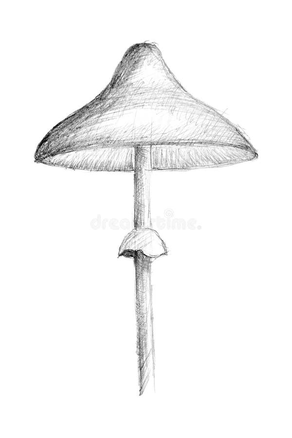 toadstool butterfly pencil  Pencil drawings for beginners