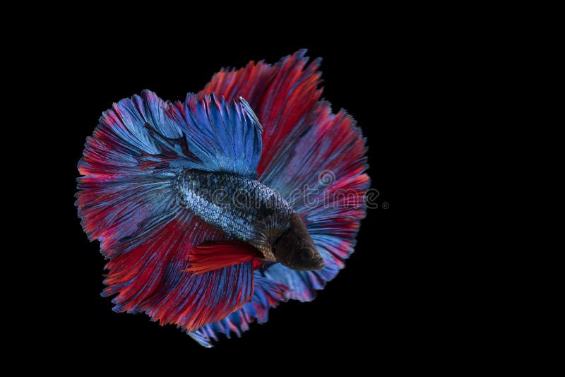 original betta fish