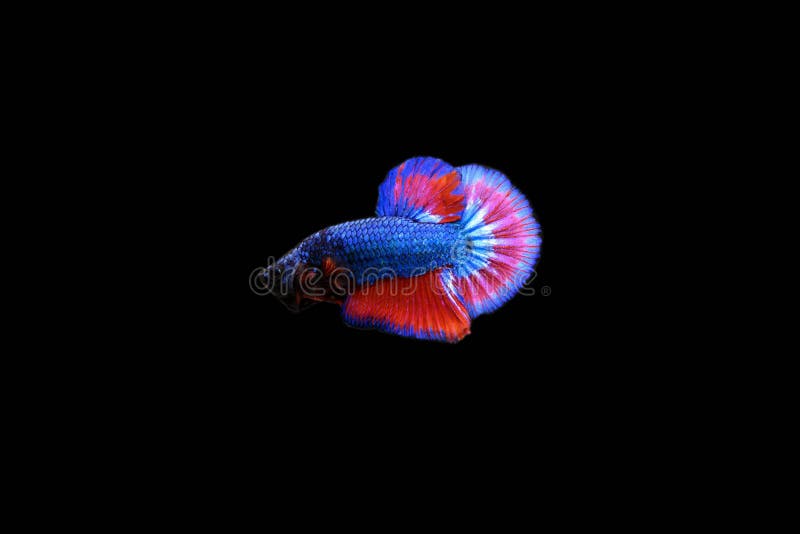 original betta fish