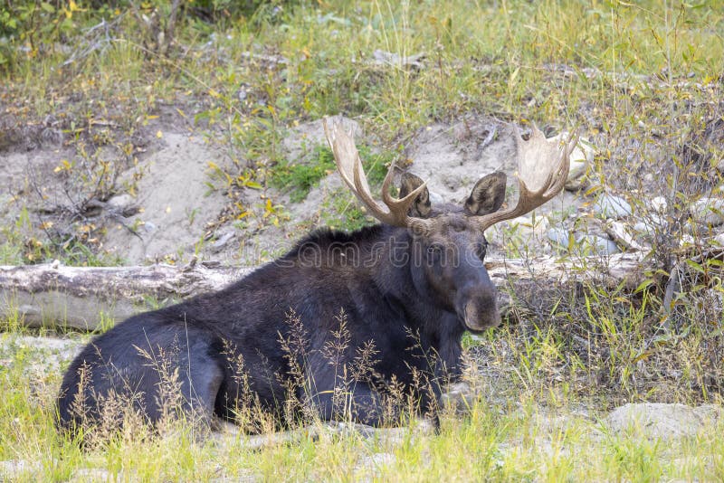 Orignal couvert de rut dans le wyoming. Un orignal se couche pendant la rut en automne au wyoming
