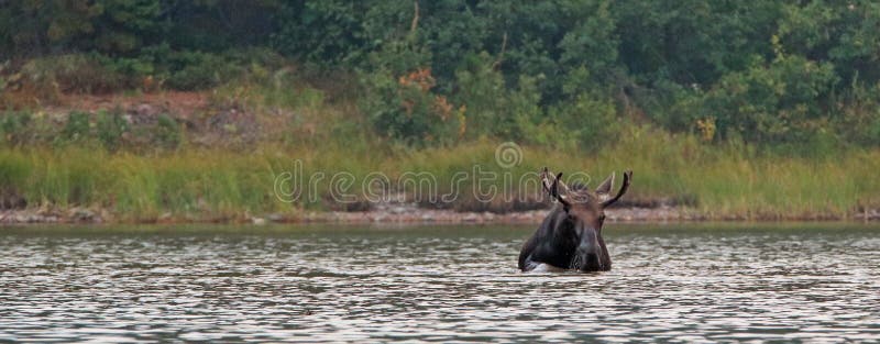 Orignaux adultes de Shiras Taureau alimentant sur l'herbe de l'eau dans le lac Fishercap dans les nombreux le parc national de gl photo libre de droits Orignaux adultes de Shiras Taureau alimentant sur l'herbe de l'eau dans le lac Fishercap dans les nombreux le parc national de gl photo libre de droits