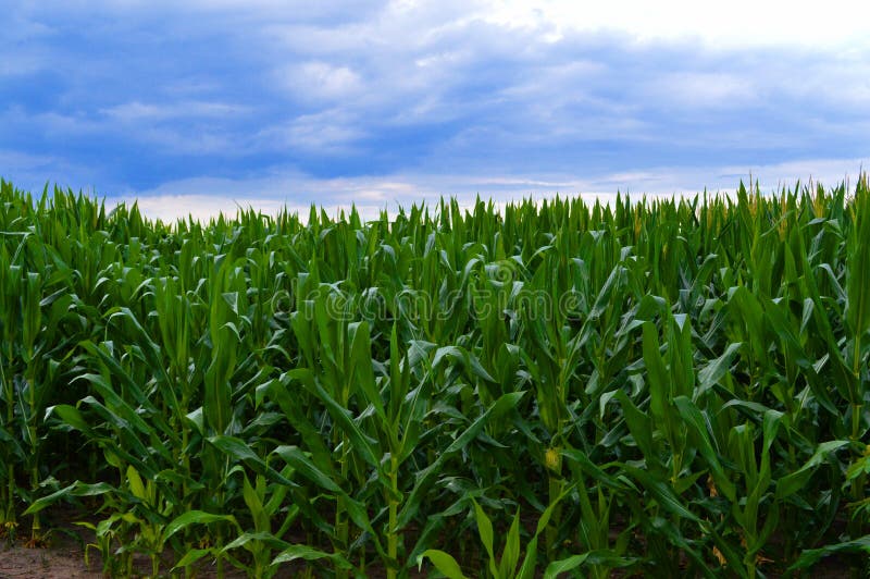 Orizzonte del cereale dopo la tempesta 2 immagine stock libera da diritti Orizzonte del cereale dopo la tempesta 2 immagine stock libera da diritti