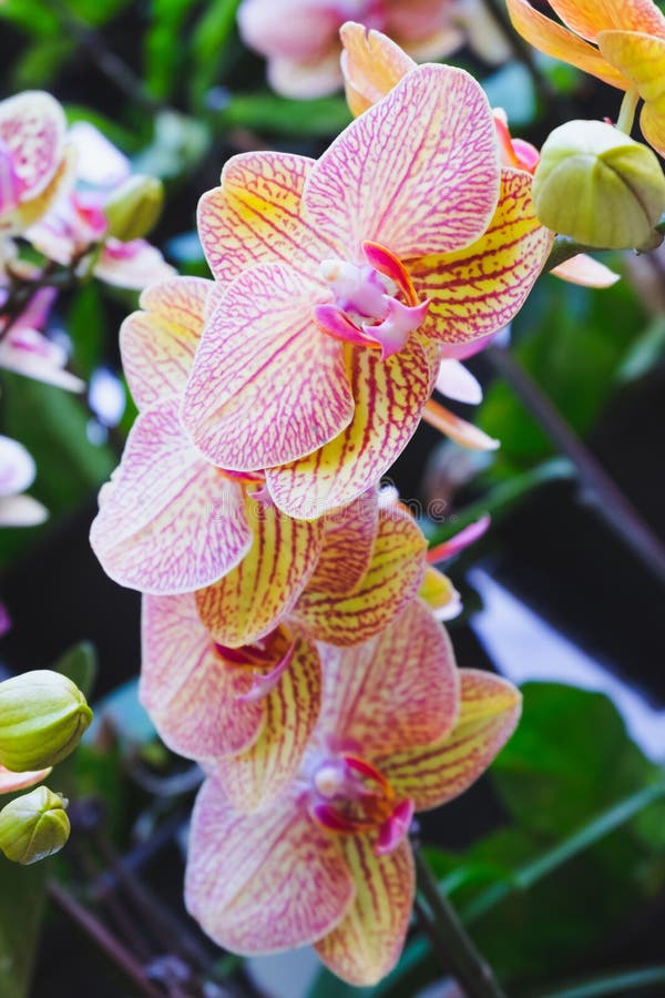 Orkid?blomma i tropisk tr?dg?rd Phalaenopsisorkid?blomma vektor f?r detaljerad teckning f?r bakgrund blom- arkivbilder Orkid?blomma i tropisk tr?dg?rd Phalaenopsisorkid?blomma vektor f?r detaljerad teckning f?r bakgrund blom- arkivbilder
