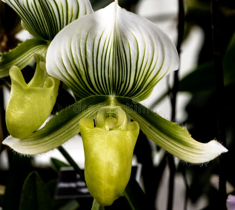 Orkidé Paphiopedilum, Maudiae Femma fotografering för bildbyråer Orkidé Paphiopedilum, Maudiae Femma fotografering för bildbyråer