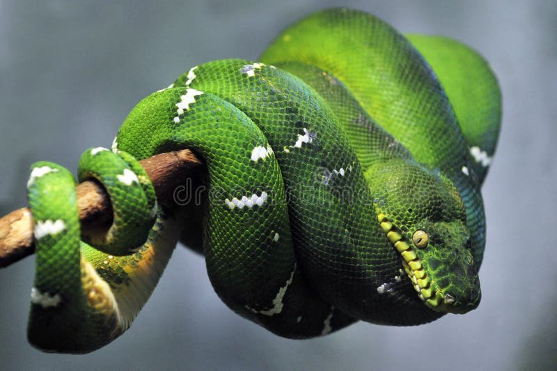 Orm för smaragdtreeboa arkivfoto Orm för smaragdtreeboa arkivfoto