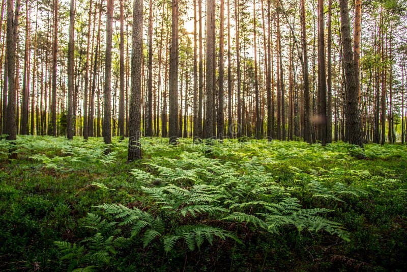 Ormbunkar som växer i skog arkivfoton Ormbunkar som växer i skog arkivfoton