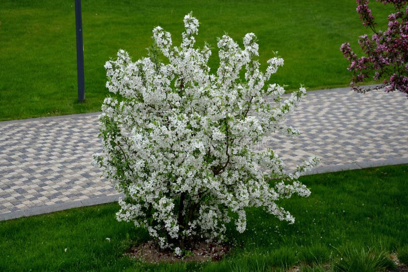 Ornamental apple trees in the park on the square have the shape of shrubs branching directly from the ground. They are wrapped in