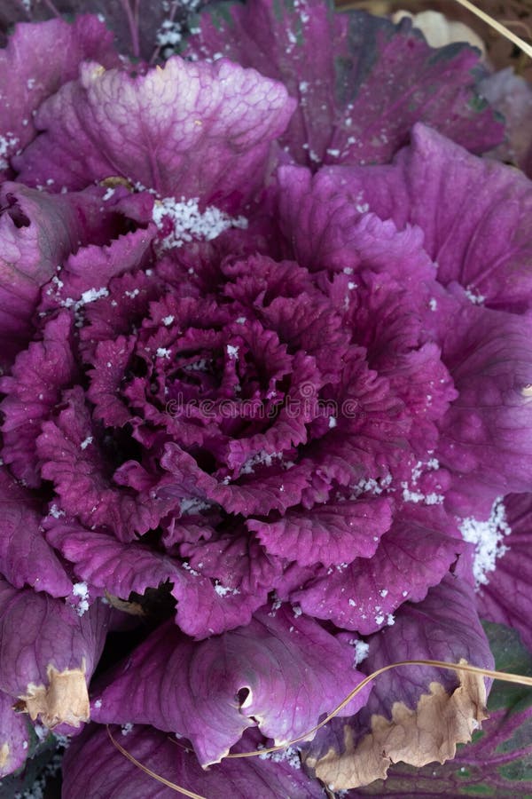 Ornamental Cabbage with a Dusting of Snow, Winter Landscape Feature