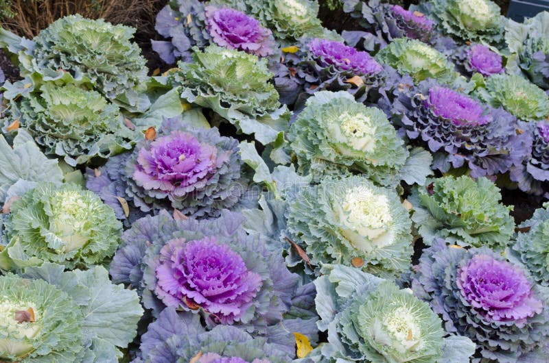 Ornamental cabbages