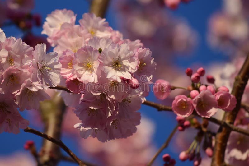 Ornamental Cherry Blossoms and Buds Stock Photo Image of blossom, tree 176938818